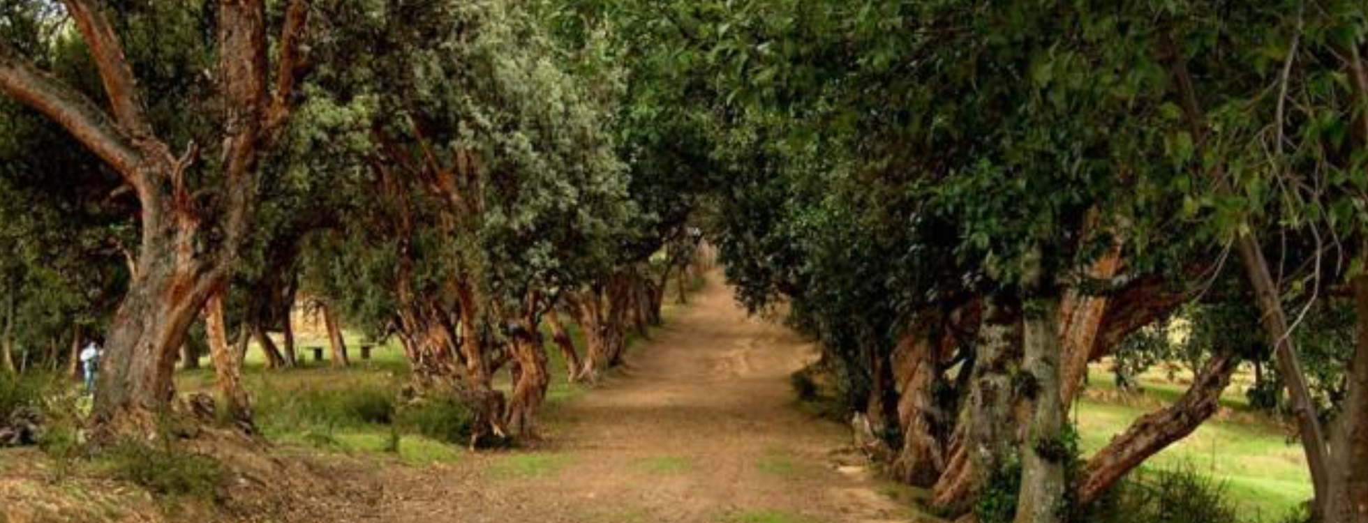 bosque_dorado
